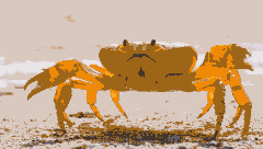 CRAB RUN